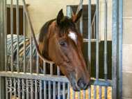 AK021025-98 - Believitanducan